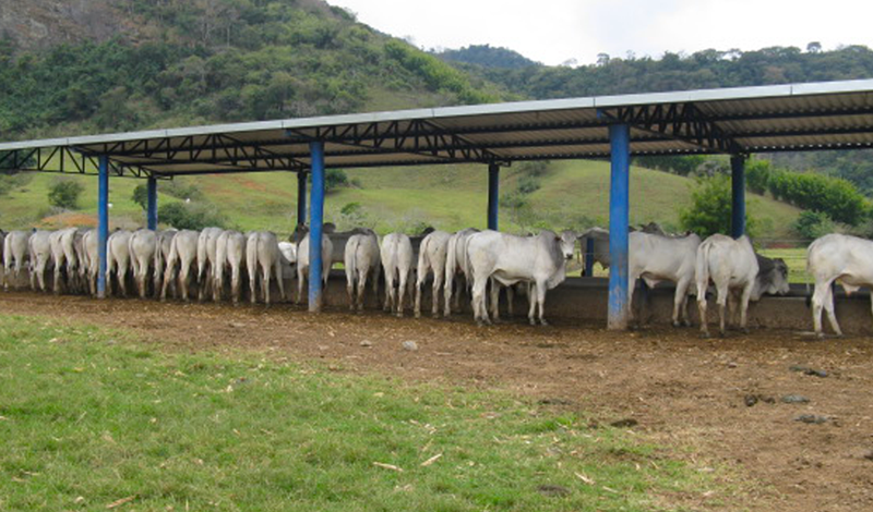 Ração para engorda de bovinos a pasto entenda o papel desse recurso